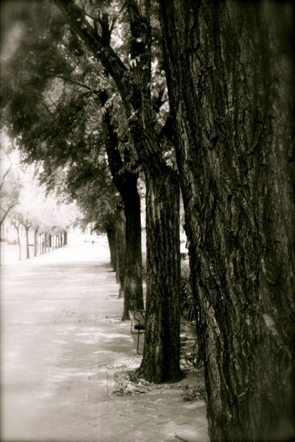 arbol1